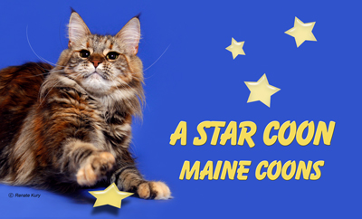 A Star Coon Maine Coons
